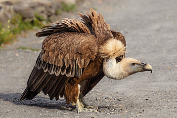 Griffon Vulture Bald, Eagle Vulture animals, Mesmerizing creatures HD wallpaper