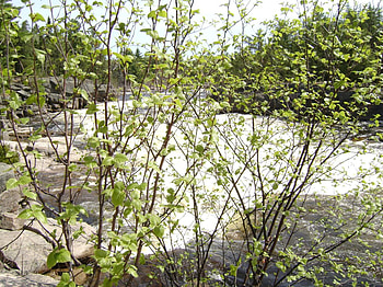 waterfall, branch, river, day, trees, leaf, rocks HD wallpaper