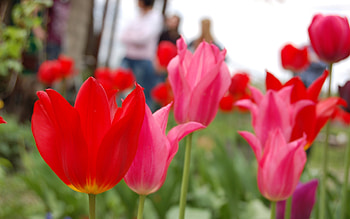 Plants, Flowers, Tulips HD wallpaper
