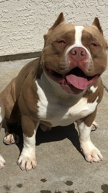 American Bully, Pocket Bully HD phone wallpaper