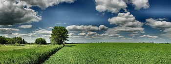 panoramic field, horizon, grass, panorama, dual screen, field, clouds, trees, sky, herbs HD wallpaper