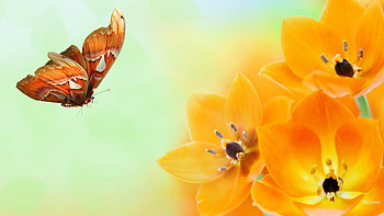 Orange and Orange, summer, butterfly, bright colors, flowers, spring, orange HD wallpaper