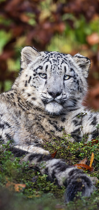 Animal, snow leopard HD phone wallpaper