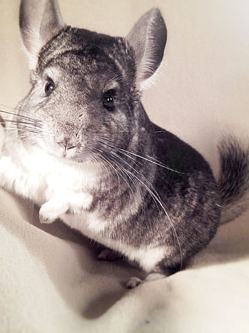 Chinchilla colors , Vibrant pet fur, Chinnyworld beauty, and mobile HD phone wallpaper