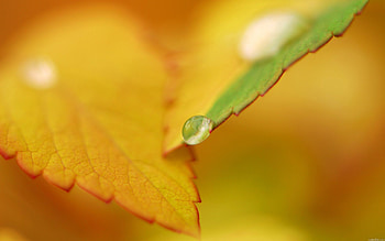 Autumn, Drops, Macro, Sheet, Leaf HD wallpaper