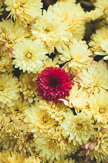 Gerbera, flowers, yellow and pink HD phone wallpaper