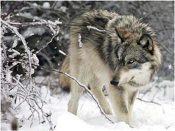 I Am Here To Stay, dogs, wolf, animals, snow HD wallpaper