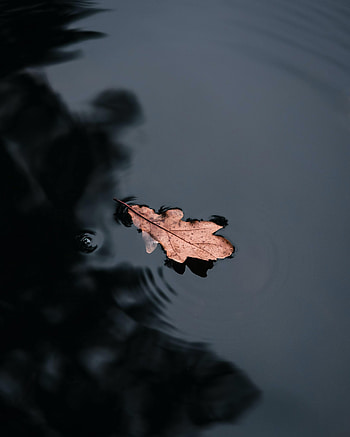Water, Macro, Leaflet HD phone wallpaper