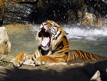 Animals, Water, Grin, Spray, Big Cat, Tiger HD wallpaper