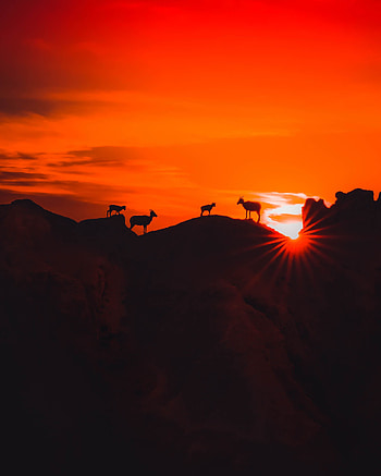 Animals, Nature, Sunset, Mountains, Dark, Silhouettes HD phone wallpaper