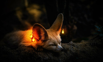 Fennec fox, Desert charm, Exotic beauty, Unique creature HD wallpaper