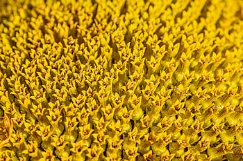 Flower, Macro, Pollen HD wallpaper