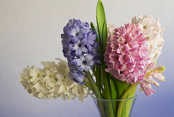 * Hyacinths *, bouquet, nature, flowers, flower HD wallpaper