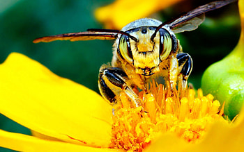 Flower, Macro, Light, Insect, Light Coloured, Bee, Mustache, Moustache HD wallpaper