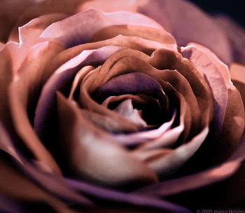 wild rose, plants, soft, delecte, nice, rose, blossoms, bud, nature, flowers, blooms, lovely HD wallpaper