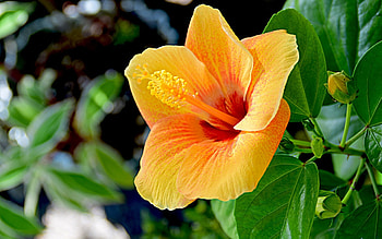 Hibiscus, macro, yellow, flower HD wallpaper