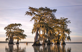 United States, Caddo Lake, Louisiana, Background HD wallpaper