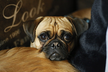 Dog, pug, curious, muzzle HD wallpaper