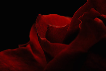 Macro, Rose Flower, Rose, Petals HD wallpaper
