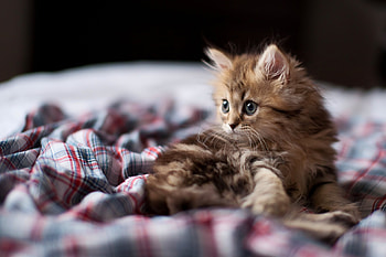 Animals, Fluffy, Kitty, Kitten, Muzzle, Cloth, Astonishment, Surprise HD wallpaper