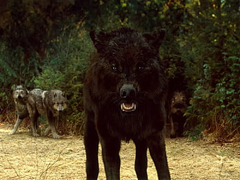 Wolves Of Twilight Saga, new moon, wolves, eclipse, animals, entertainment, movies, breaking dawn HD wallpaper