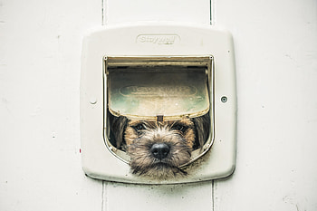 Animals, Dog, Muzzle, Pet, Sadness, Puppy, Sorrow HD wallpaper