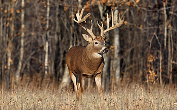 Stunning deer, Animal graphy, -perfect moments, Nature's charm HD wallpaper
