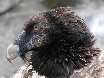 Bearded Vulture, Wikimedia commons, Vulture, Bearded Vulture HD wallpaper