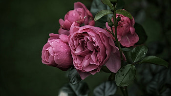 Rose, nature, tree, flower HD wallpaper