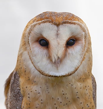 Stunning portrait of a barn owl showcasing its mesmerizing eyes and heart-shaped face. HD phone wallpaper