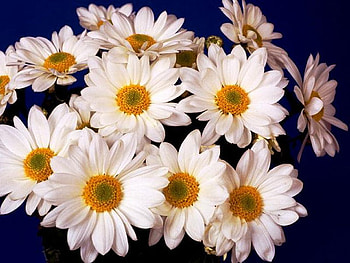 Margaritas, white, margarita, daisy, flower HD wallpaper