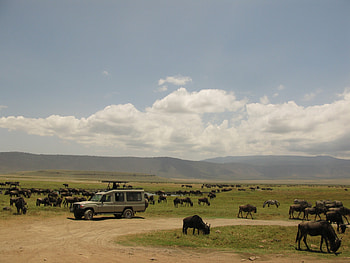 Ngorongoro Krater safaris, Safari365 HD wallpaper