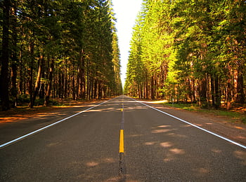 A tranquil road lined with towering evergreen trees under a bright blue sky. HD wallpaper