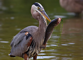 hungry, animal, duck, eat, fish, water HD wallpaper
