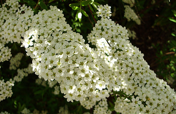 white in the sun-shadow, white, flowers HD wallpaper