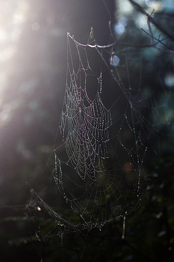 Web, Drops, Macro, Dew HD phone wallpaper