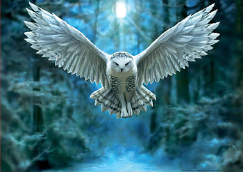 Magnificent, flight, digital art, feathers, owl HD wallpaper