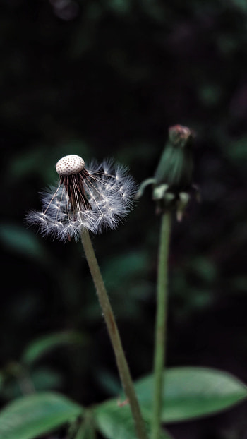 Nature, Plant, Dark, Dandelion, Fluff, Fuzz HD phone wallpaper