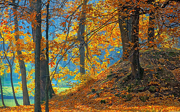 Nature, Trees, Background, Autumn, Leaves, Forest HD wallpaper