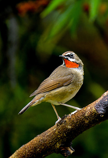Animals, Feather, Bright, Bird, Nightingale HD phone wallpaper