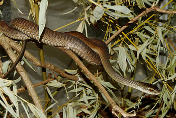 Boomslang, Dispholidus typus, African serpent, Venomous reptile HD wallpaper
