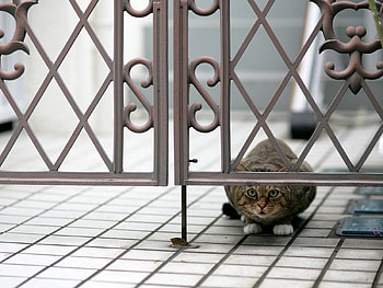Animals, Sit, Cat, Hide, Peek Out, Look Out HD wallpaper