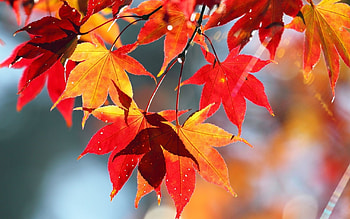 Maple leaves, Vibrant , Fall inspiration, Nature's artwork HD wallpaper
