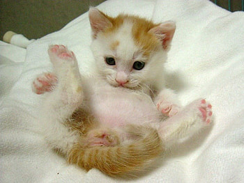 Kitten, cats, funny, kitties HD wallpaper