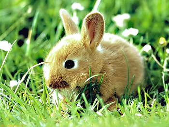 Animals, Rabbits HD wallpaper