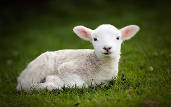Cute baby sheep HD wallpaper
