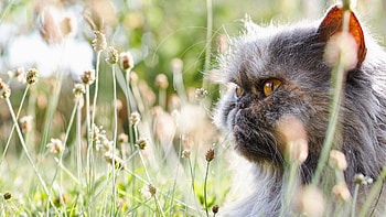 Animals, Flowers, Cat, Fluffy HD wallpaper