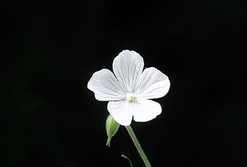 Mountain_Angel, white, simple, graphy, flower, nature HD wallpaper