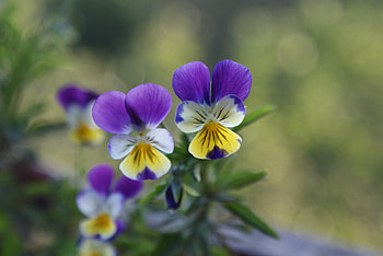 Flowers, Pansies, Multicolored, Greens HD wallpaper