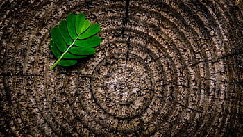 Close-up of a green leaf on tree rings texture, showcasing patterns and contrast. HD wallpaper